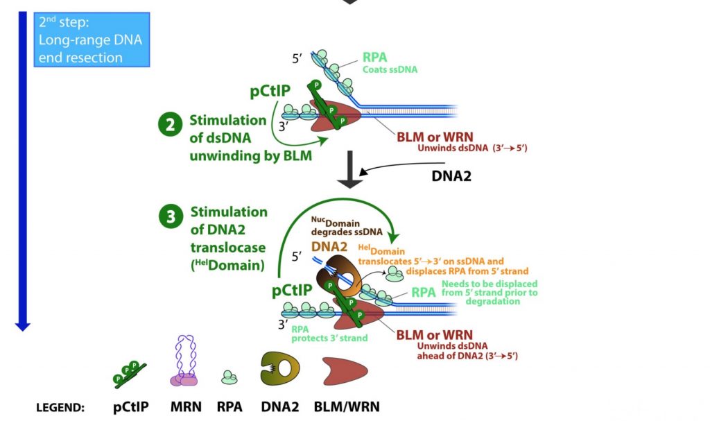 New paper from Cejka's Lab : CtIP promotes DNA break repair