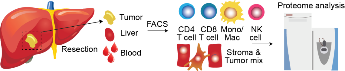Proteomics of immune cells from liver tumors reveals immunotherapy ...