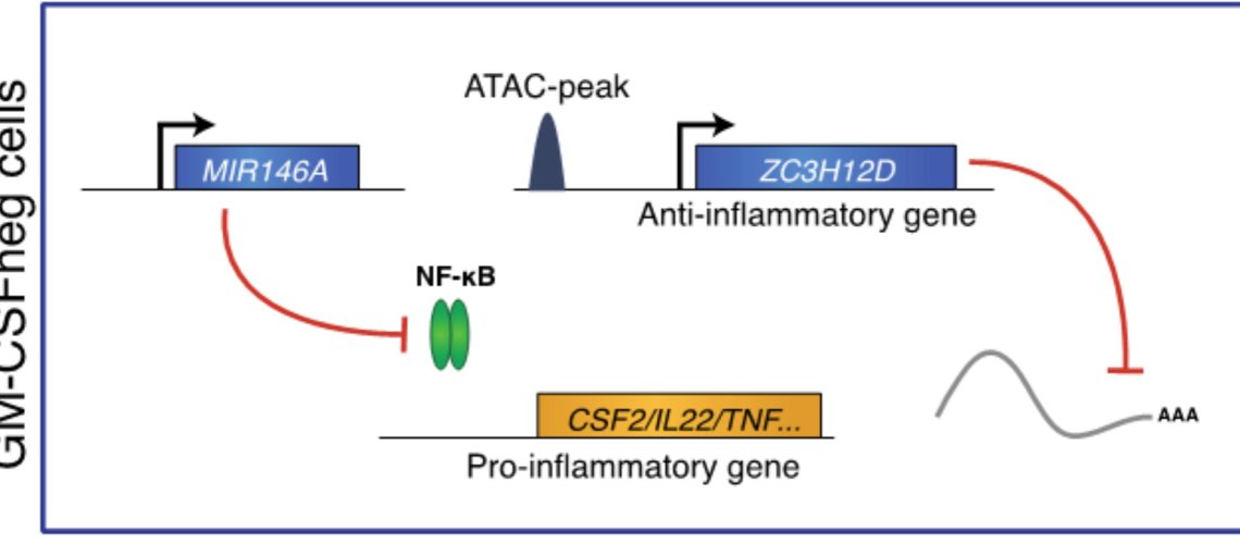 A molecular network to balance inflammatory programs in immune cells