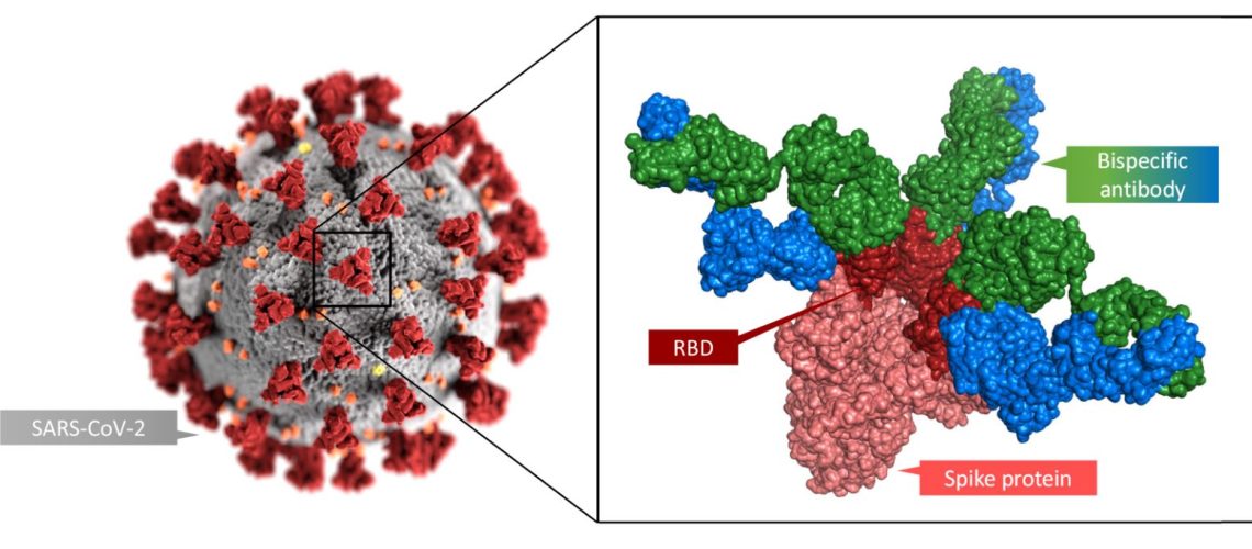 BioRxiv_Jan2021_LV_SARS