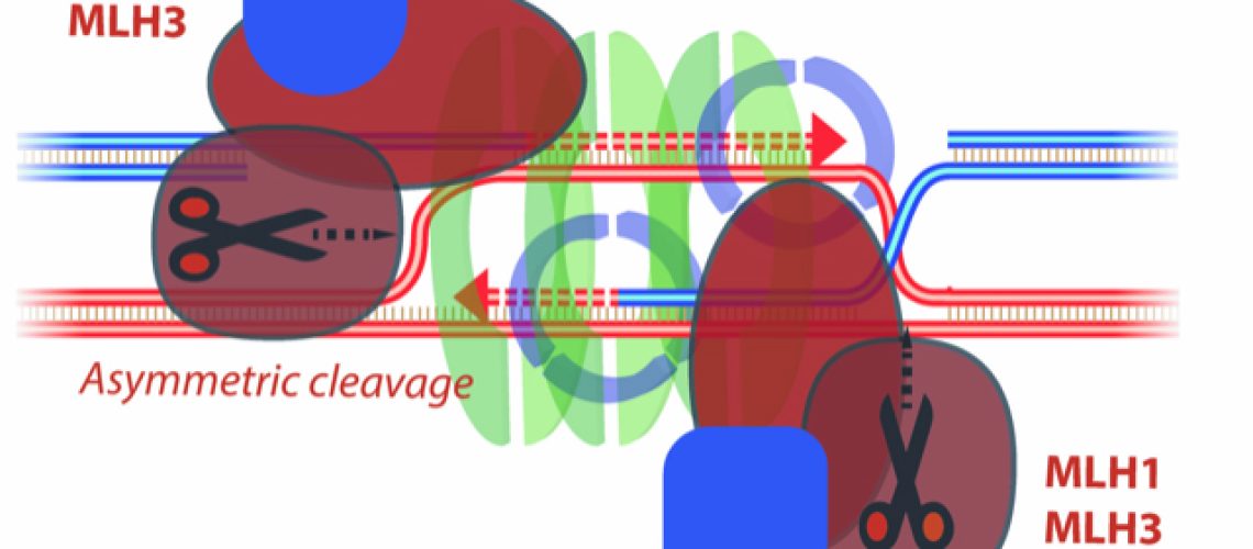 Cejka_Nature_paper_August2020_large