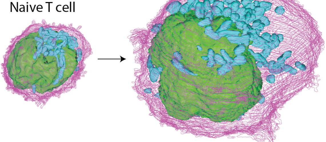 ForPaper_Roger_Geiger_NatImmunol_July2020