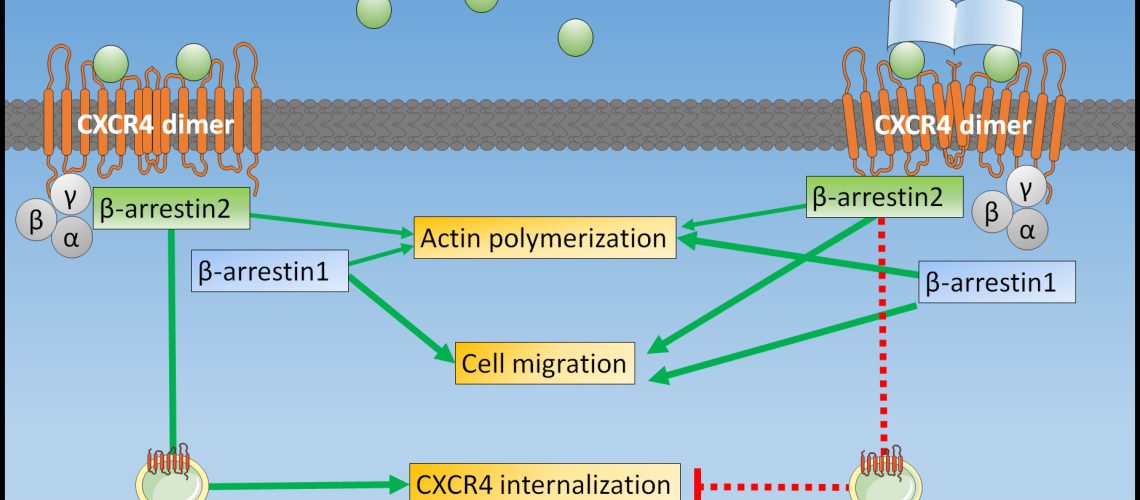 Graphycal Abstract_FrontiersImmunol_MGU_September2020