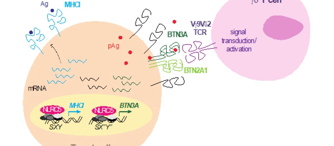 Greta_iScience_paper_Dec2020