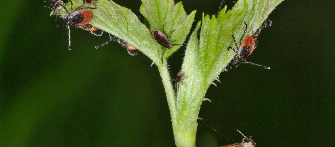 Ixodes ticks transmitting TBEV