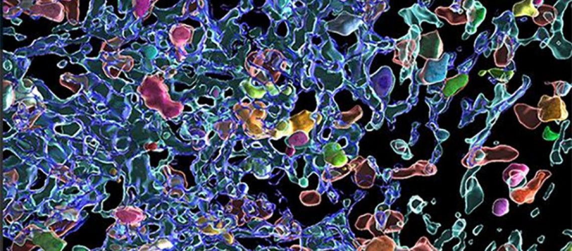 Marginal zone formation requires ACKR3