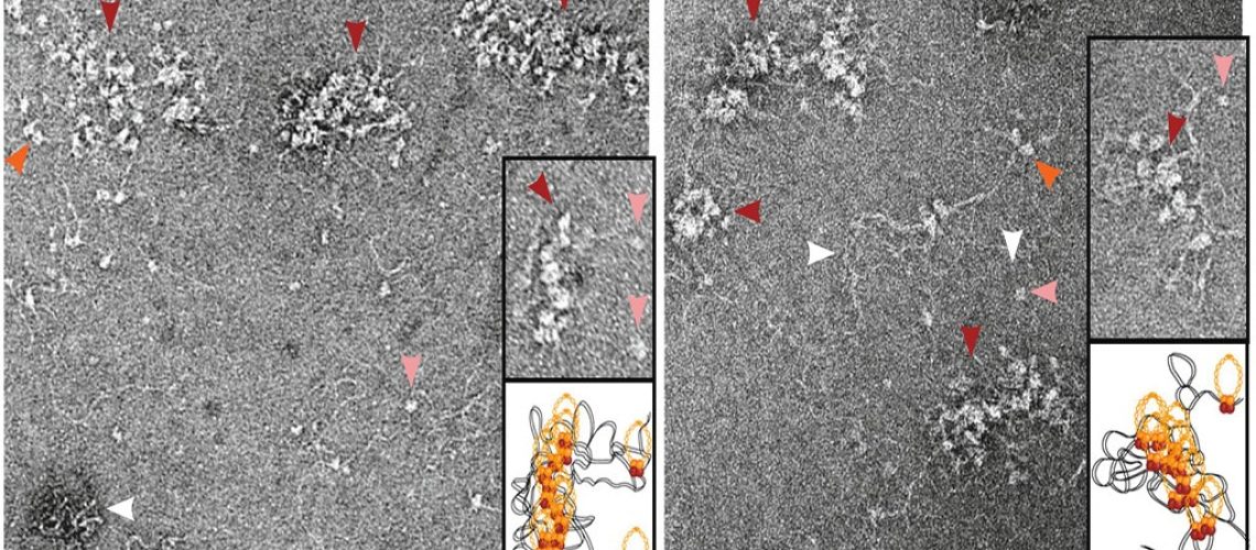 Nature_Com_Petr_Cejka_May2022