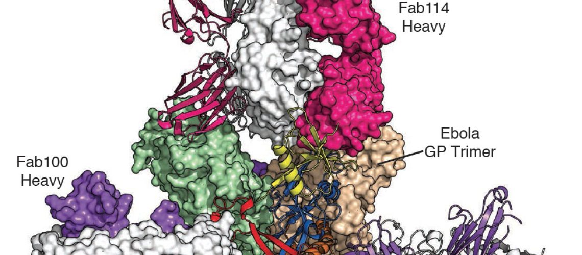 Picture_MAb114_feb2016