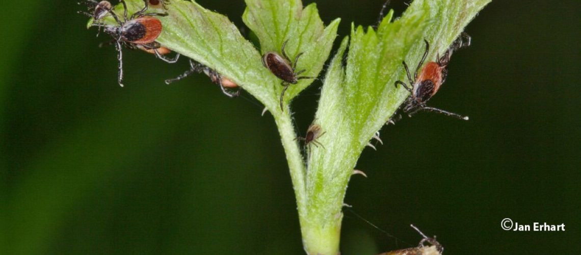 Tick_paper- Jan Erhart