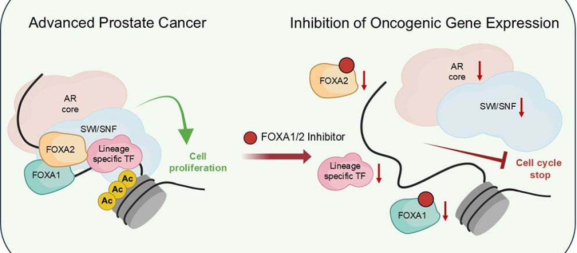 mod 2 Graphical abstract USI