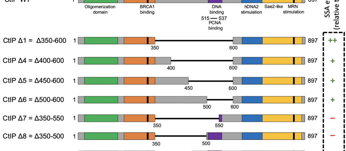 The internal region of CtIP inhibits single strand annealing. Schematic of Sae2 and CtIP protein variants used in this study. Key domains and phosphorylation sites (P) are indicated. Missing amino acid regions in CtIP internal deletion mutants are indicated by a black line.