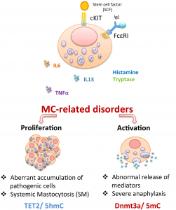 Molecular Immunology - IRB USI